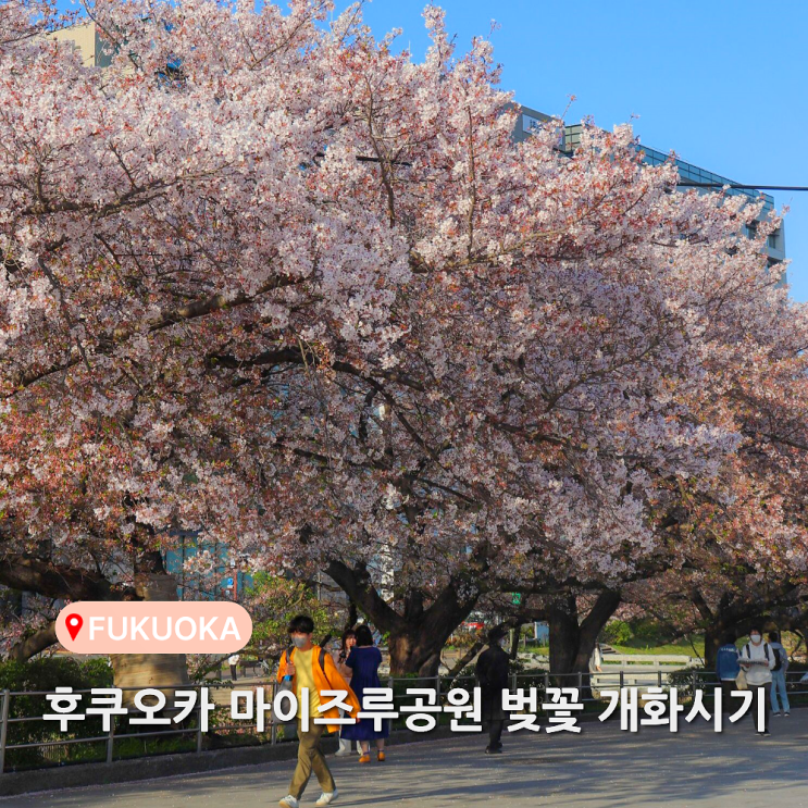 후쿠오카 벚꽃 축제 마이즈루공원 개화 시기 명소 3월 4월 날씨