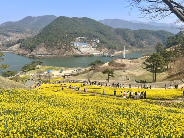 전남 구례 수선화 축제 지리산치즈랜드 실시간 개화 정보 : 네이버 블로그
