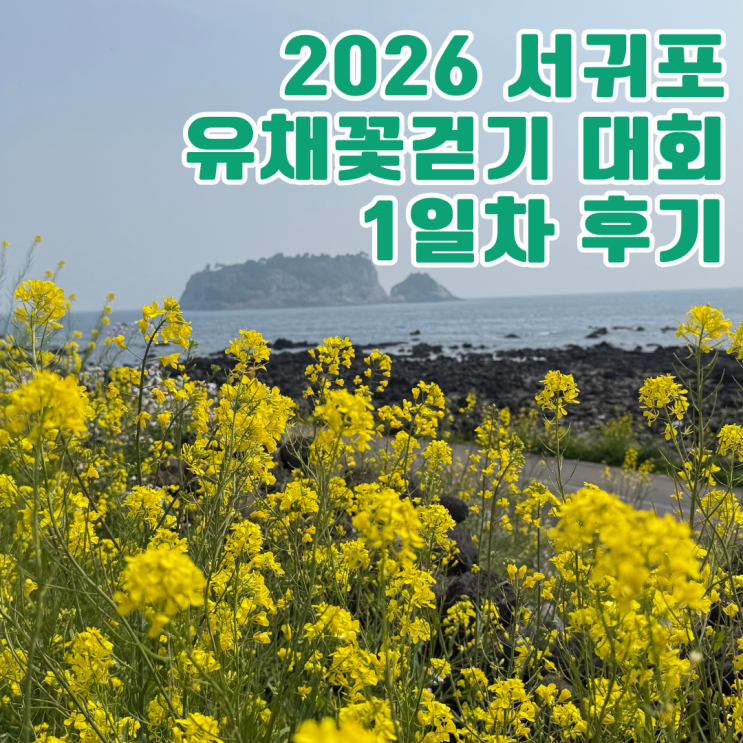 서귀포 유채꽃 걷기대회 1일차 실시간 후기, 벚꽃 대신 노란 봄바다를 걷다-코스·신청·시간 : 네이버 블로그