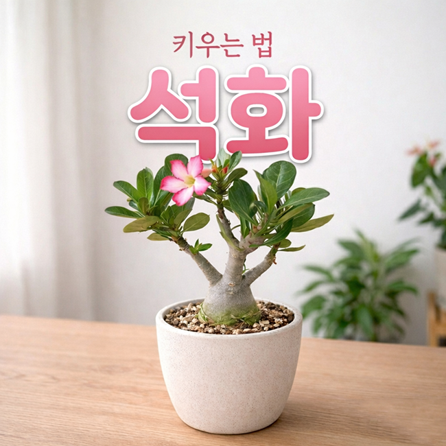 다육이 석화 키우기! 사막의 장미 물주기와 석화꽃 피는 시기 : 네이버 블로그