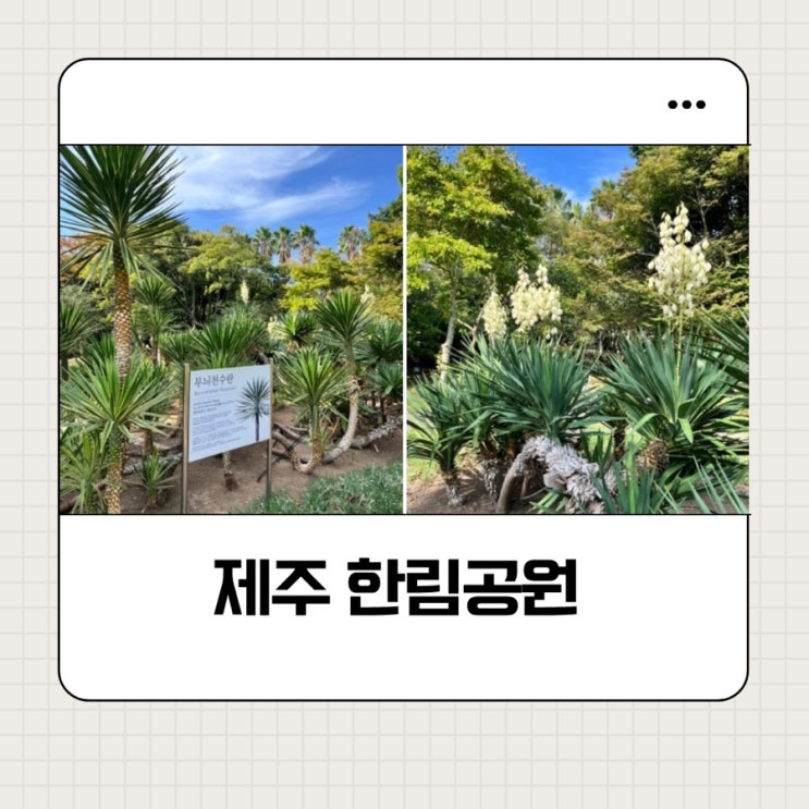제주한림공원의 모든 것 | 카페 야자수, 아열대식물원, 협재굴, 쌍용....