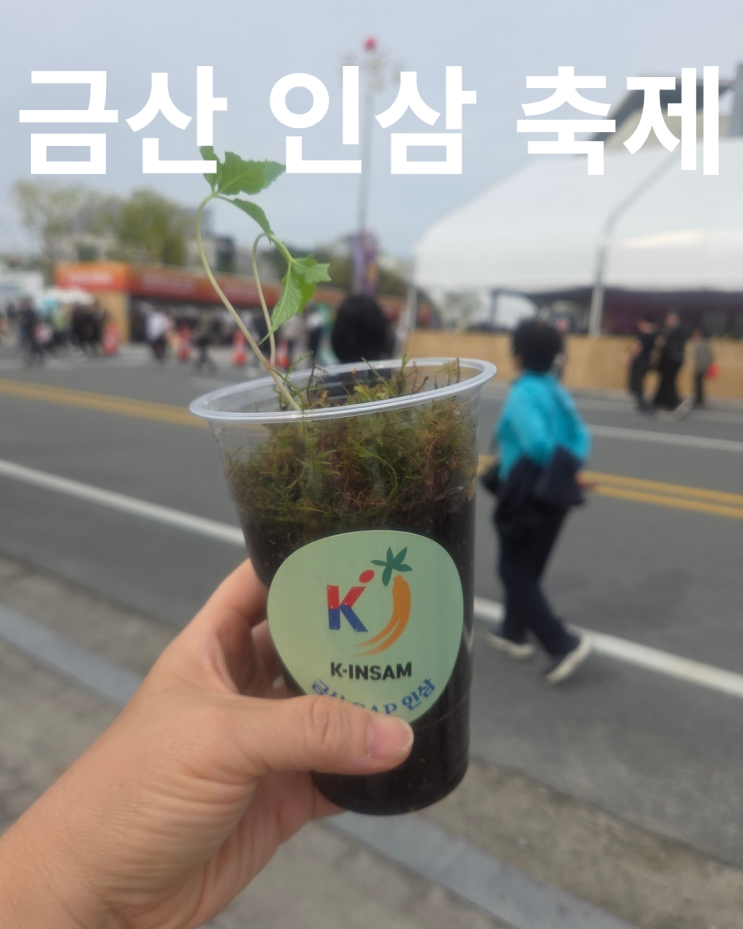 금산인삼축제 방문 후기