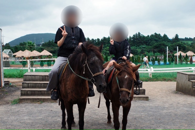 제주 목장카페 드르쿰다 승마체험 후기(목장카페 밭디 비교)