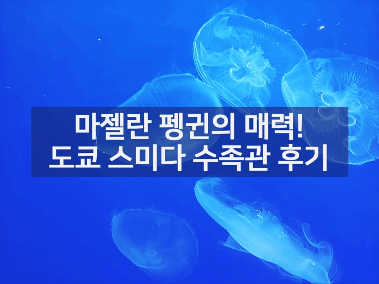 도쿄 스미다 수족관 마젤란 펭귄 매력 몽환적 해파리 관람 가이드