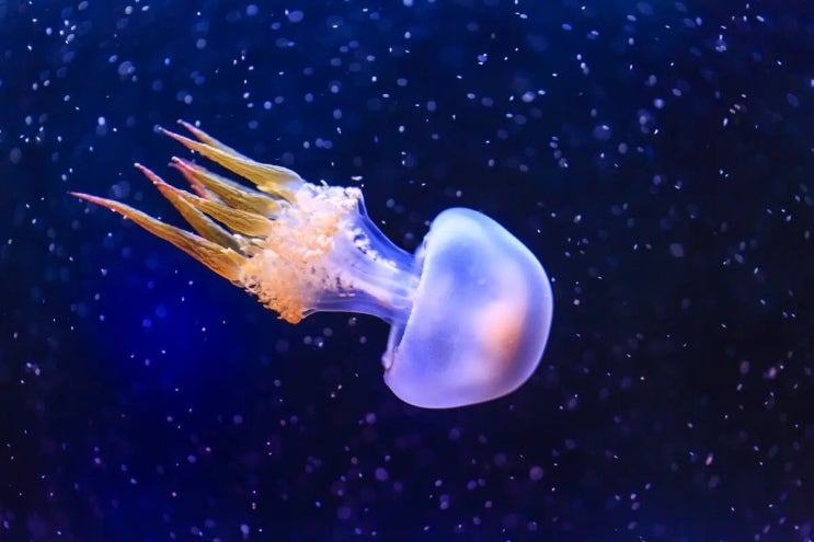 상하이 해양수족관 입장권 최저가 예약 방법 (마이리얼트립 할인쿠....