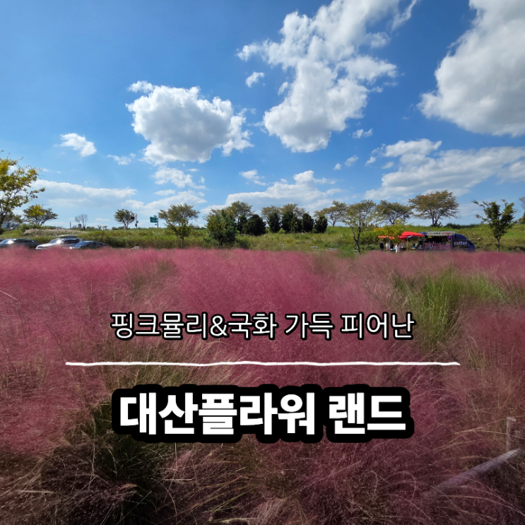 부산근교 가볼만한곳, 핑크뮬리와 국화가 가득피어난 대산플라워랜....