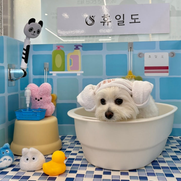 부산애견카페 강아지찜질방 휴일도 부산점 부산애견동반 힐링 코스....