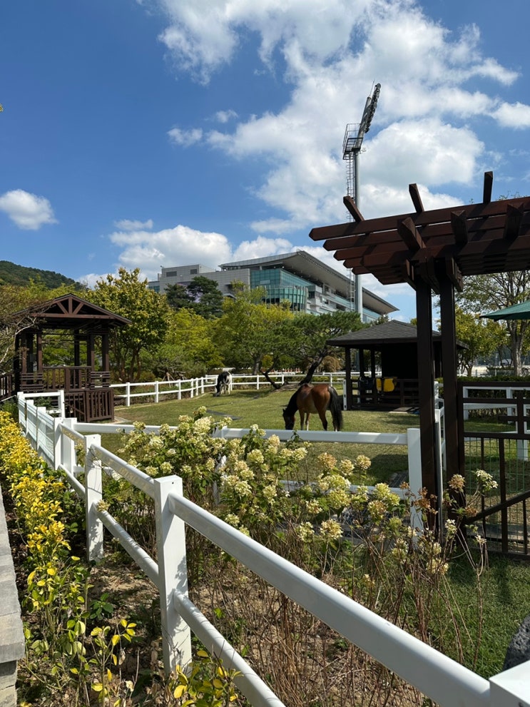 렛츠런파크 부산경남 아이와 가볼만한곳｜무료주차 포니체험 놀이....