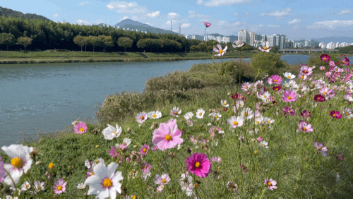 코스모스스팟 울산 코스모스 울산여행 태화강 국가정원 : 네이버 블로그