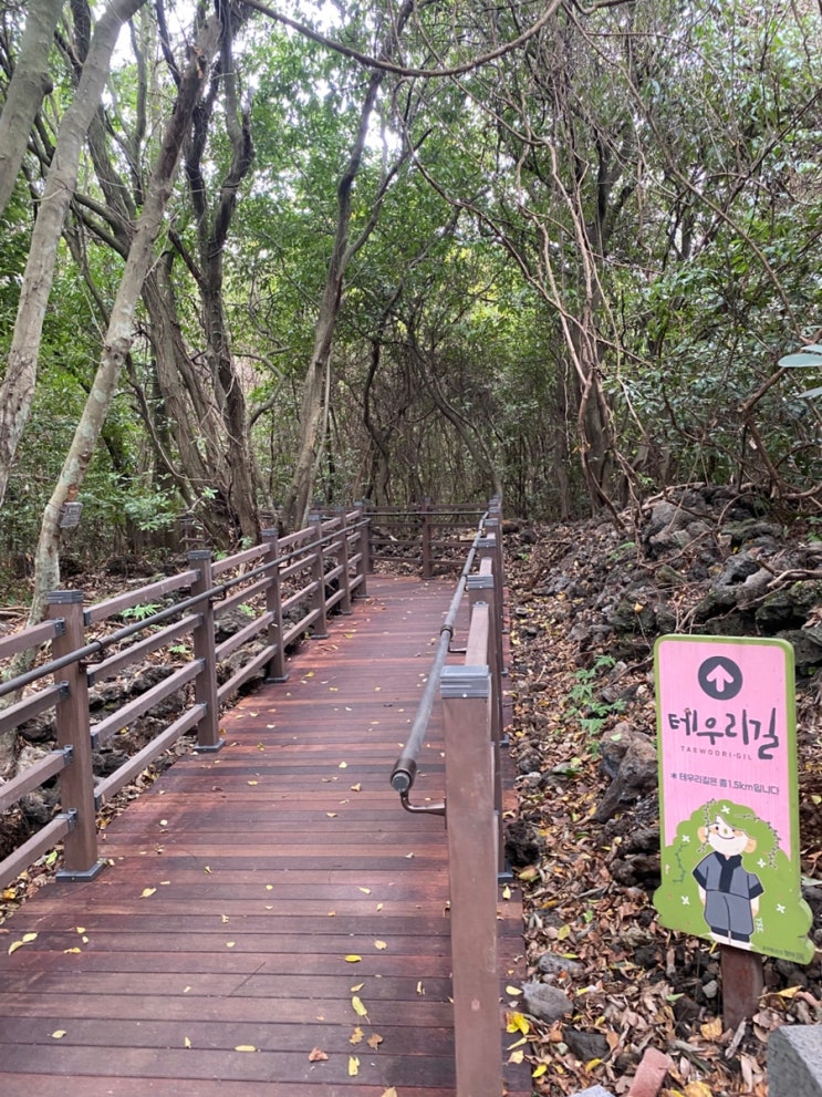 중문 근처 가볼만한 곳 | 제주곶자왈도립공원 입장료·코스 총정리 +....