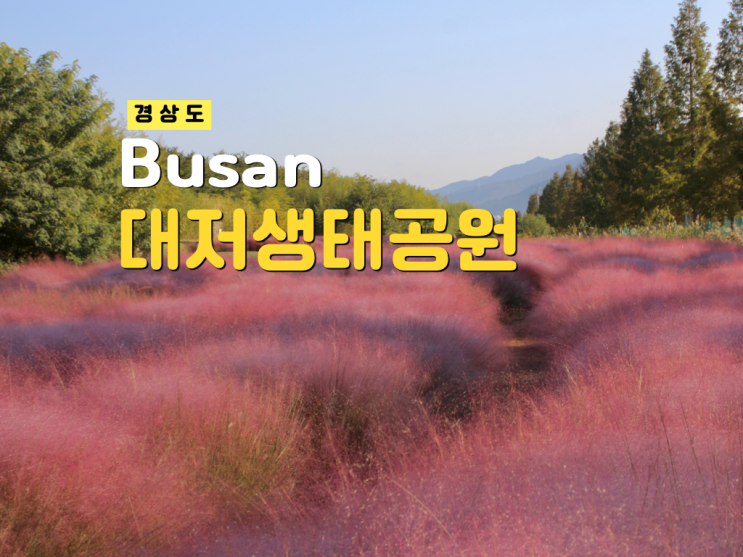 부산 대저생태공원 핑크뮬리 실시간 만개! 주차장 10월 지금 바로 가....