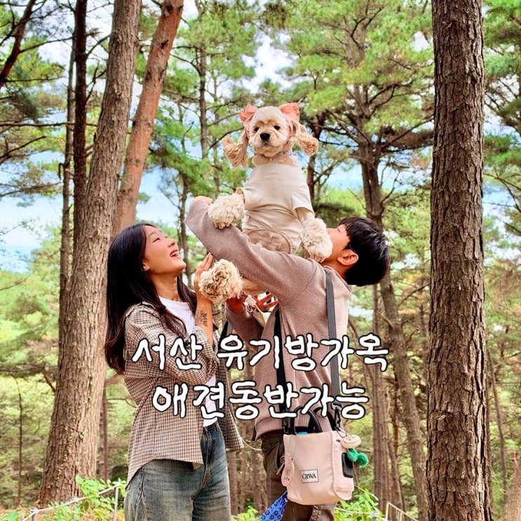 서산 유기방가옥 애견동반가능｜10월 방문 후기