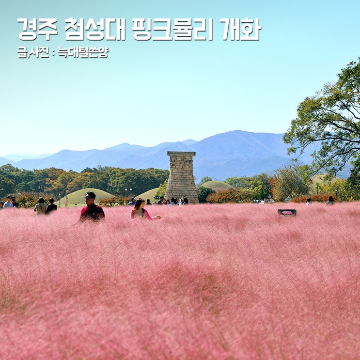 10월 경주 가볼만한곳 첨성대 핑크뮬리 실시간 시기 주차