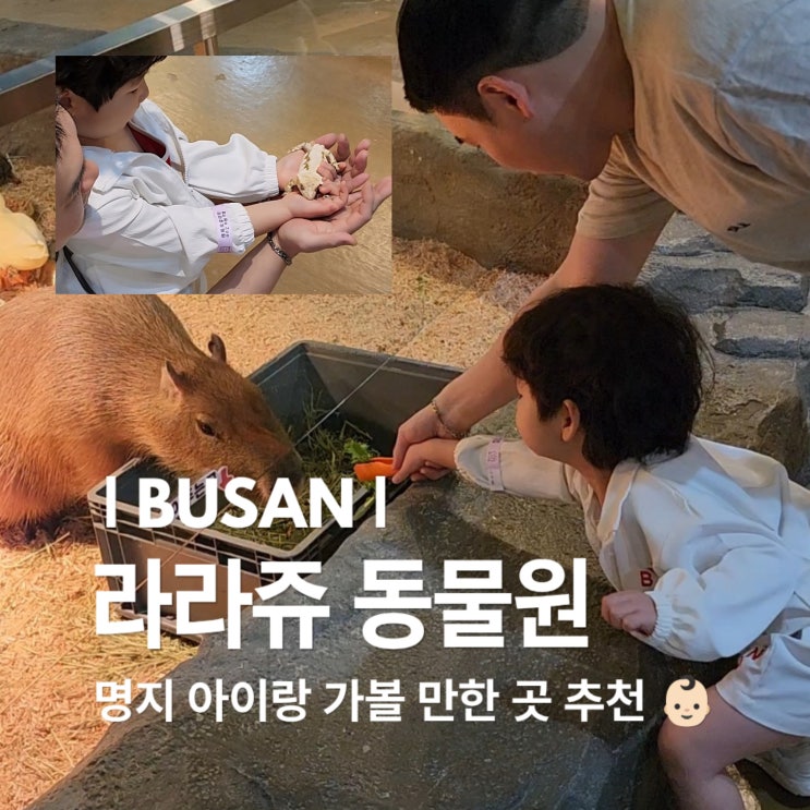 부산 명지 아이랑 가볼만한 곳 라라쥬 동물원 먹이체험부터 파충류 ....
