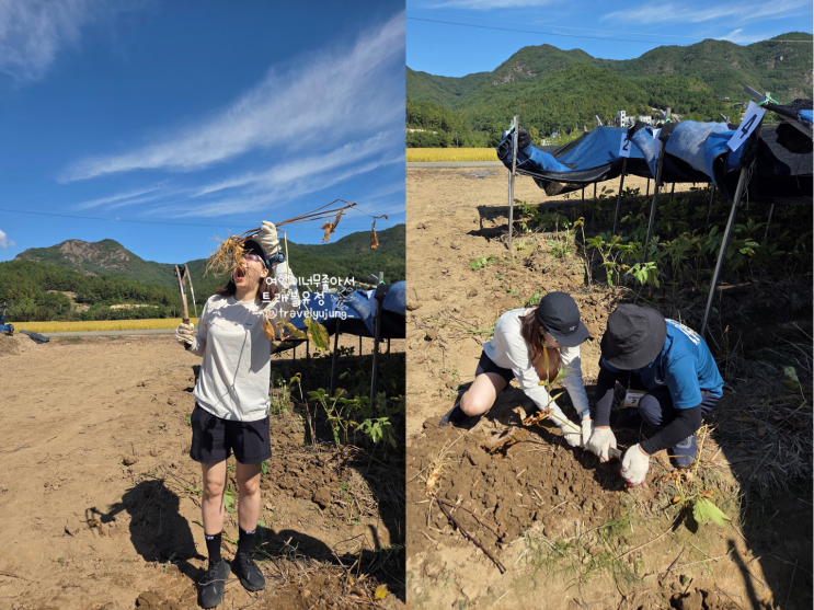 금산인삼축제 인삼캐기체험 장소 무료후기 인삼청밀키트 인삼주스