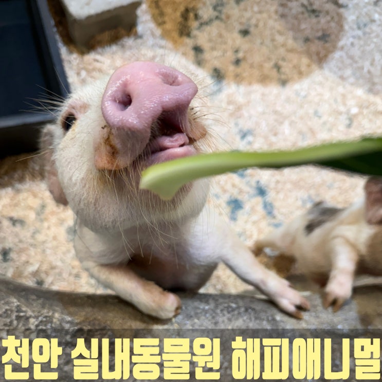 천안 아이랑 가볼만한곳 실내 동물원 동물 먹이체험 : 해피애니멀 : 네이버 블로그
