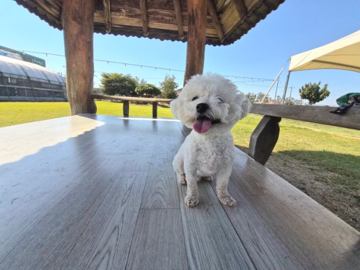 [평택안중애견카페] 구름이 전세 냈습니다🐶 평일에 다녀온 T&T 애견카페 내돈내산 후기 : 네이버 블로그