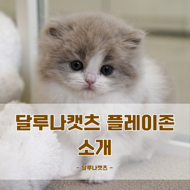 고양이분양 믿을만한 곳 달루나캣츠 플레이존 소개 대표 이미지