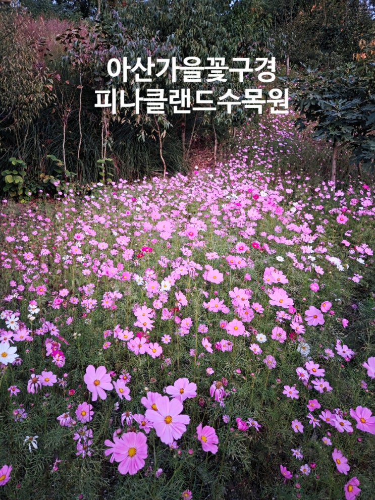 아산 가볼만한곳 가을꽃구경 피나클랜드 수목원 : 네이버 블로그