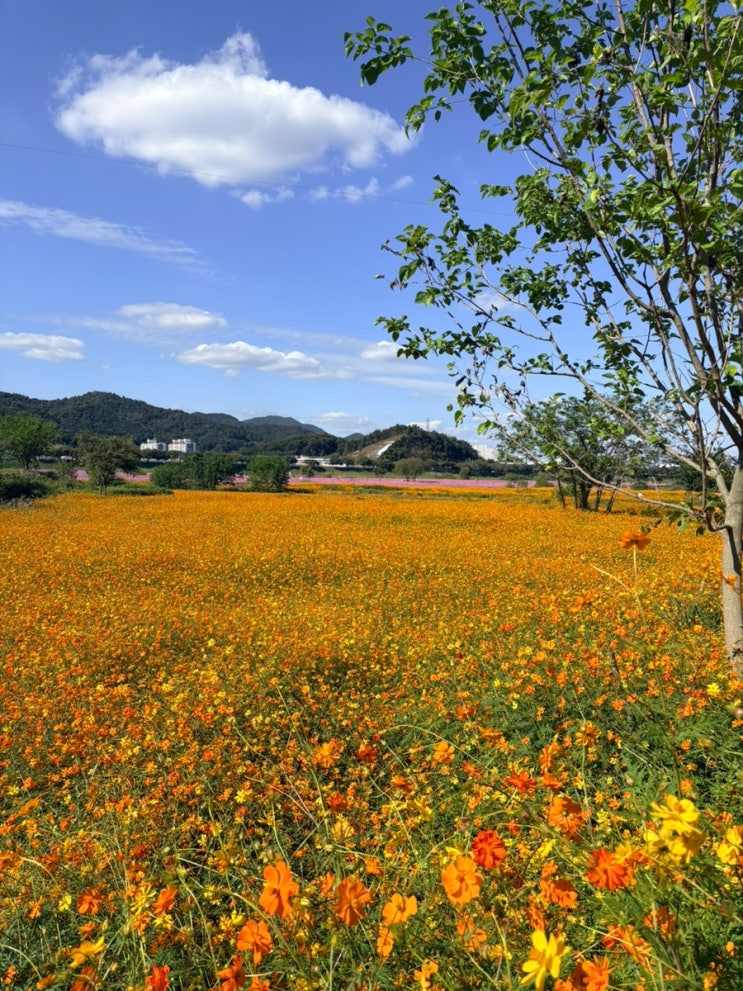 🌼2026 나주 영산강정원 코스모스 축제｜12만 평 꽃밭 실화야? 가을 나들이 강력 추천 🍂 : 네이버 블로그