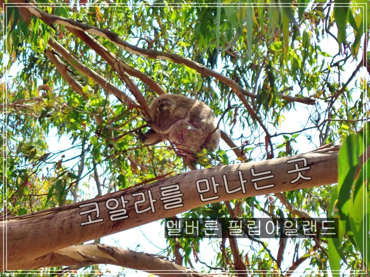 멜버른 근교 필립아일랜드 코알라 보호구역｜펭귄퍼레이드와 함께 ....
