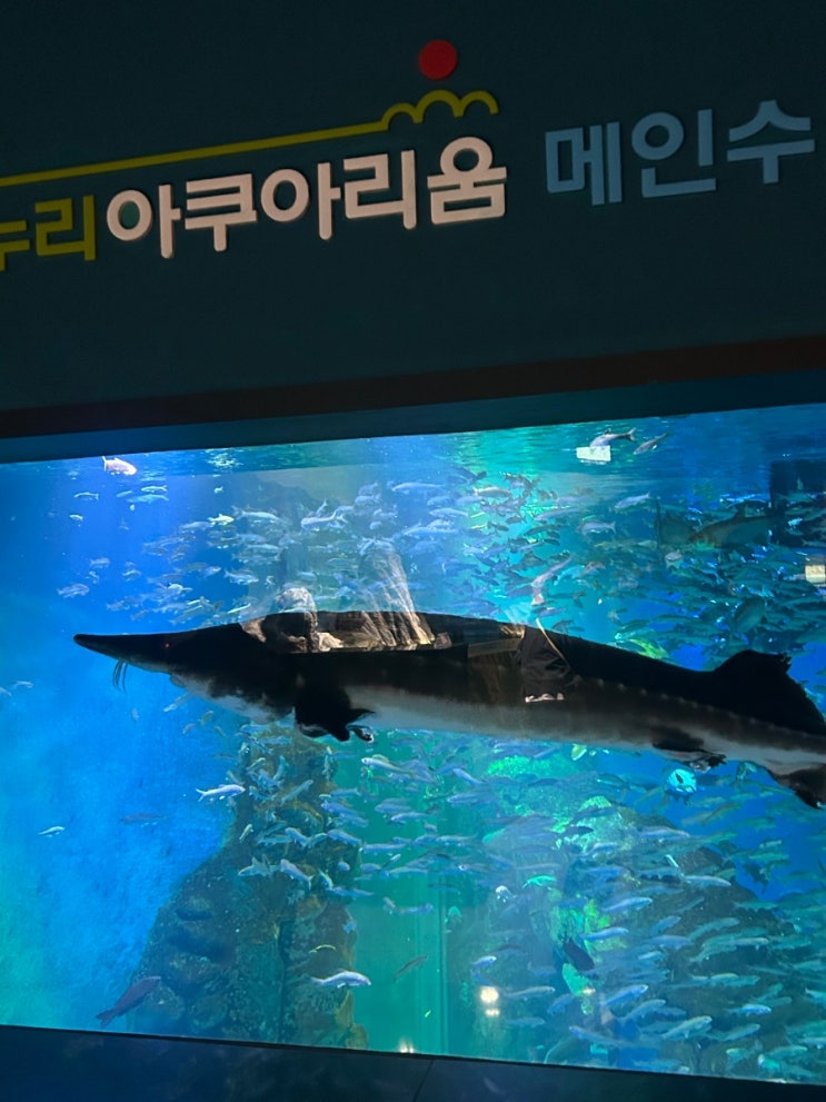 단양 아이와 가볼만한곳 다누리아쿠아리움｜국내 최대 민물고기 아....
