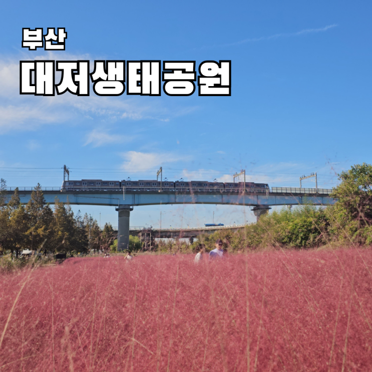 부산 강서구 가볼만한곳 대저생태공원 핑크뮬리 실시간 위치 주차....