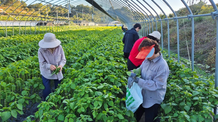 금산인삼축제 후 방문한 금산농협조합장 곽병일씨 댁 농장 방문 - 탁구 늦깎이들 고추따기, 깻잎순 채취, 삼겹살파티까지