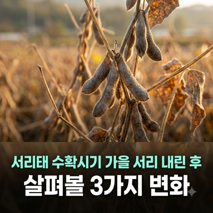 서리태 수확시기 가을 서리 내린 후 살펴볼 3가지 변화 : 네이버 블로그