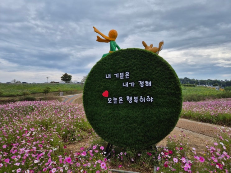 2026 MBN 전국 나주 마라톤대회 나주 영산강 억만송이 축제현장
