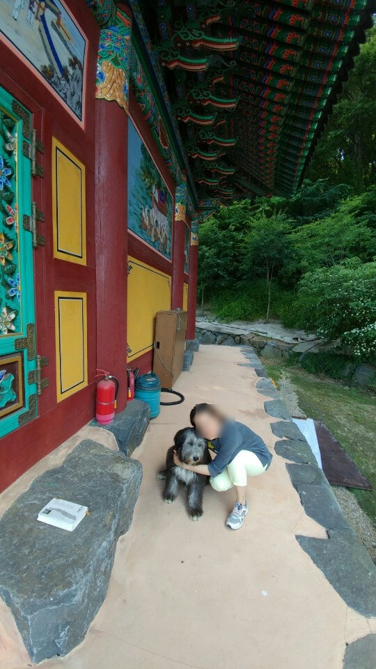 귀여운(?) 큰 강아지가 나에게 왔다. : 네이버 블로그