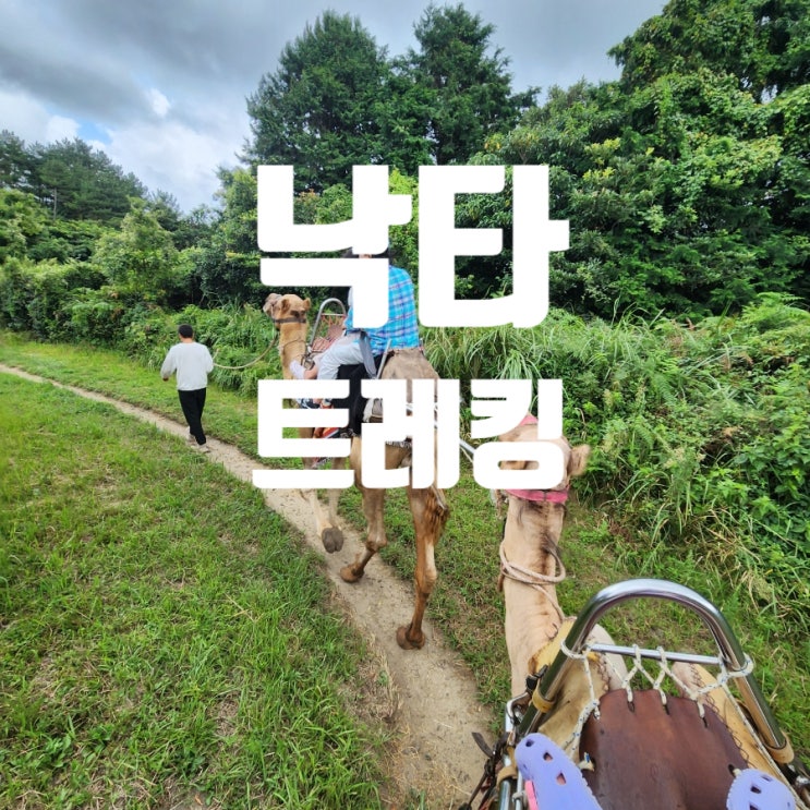 낙타 트래킹 제주도 이색 체험