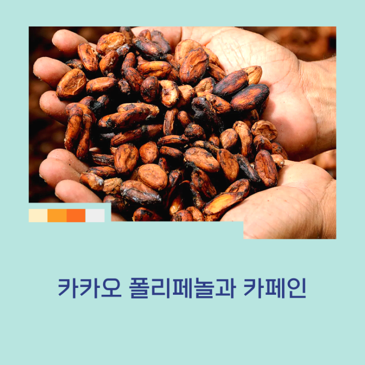 카카오닙스 효능 – 카카오 폴리페놀과 카페인, 초콜릿과의 차이 : 네이버 블로그