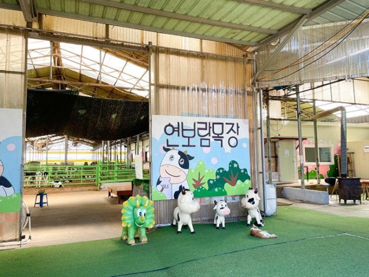 🐮 김포 연보람목장 체험 후기｜송아지 우유주기부터 치즈·피자 만들기까지! : 네이버 블로그