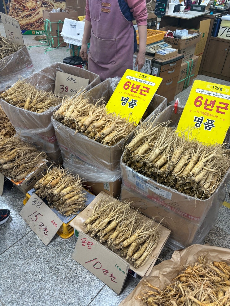 금산 인삼축제 후기 ✨