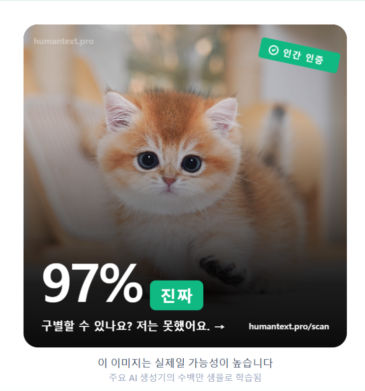 고양이분양 사진, ai가 만든 가짜일지도 모른다고? 대표 이미지