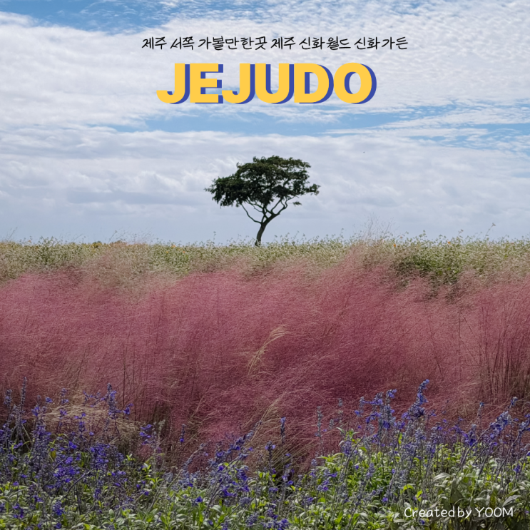제주 서쪽 가볼만한곳 제주 신화월드 신화가든 메밀밭 황화코스모....