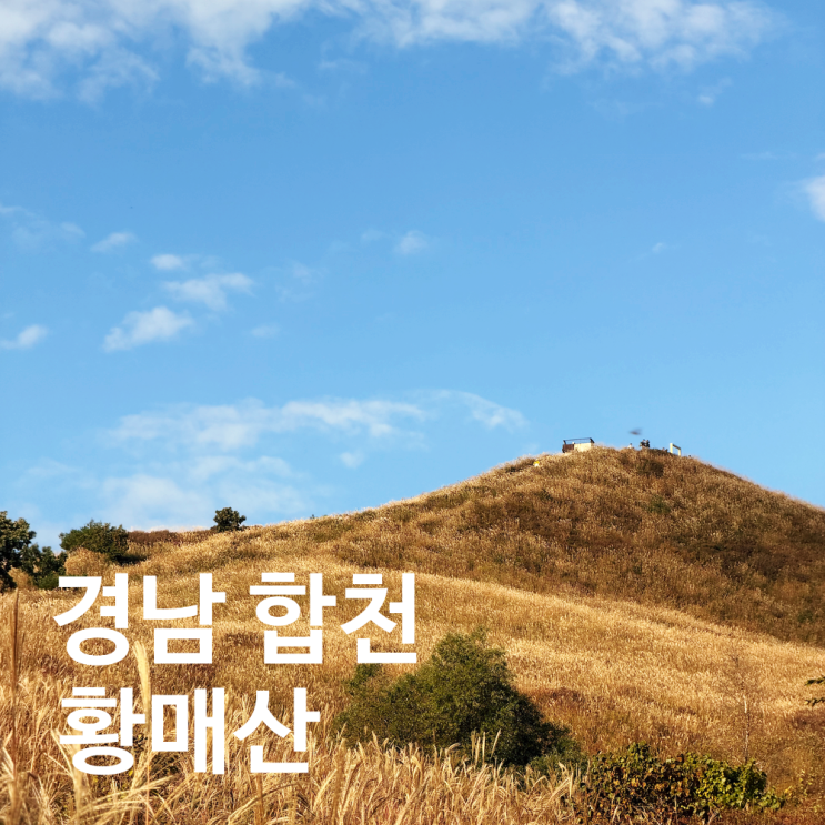 합천 황매산 일출 억새 명소 억새축제 일정 주차정보 꿀팁 : 네이버 블로그