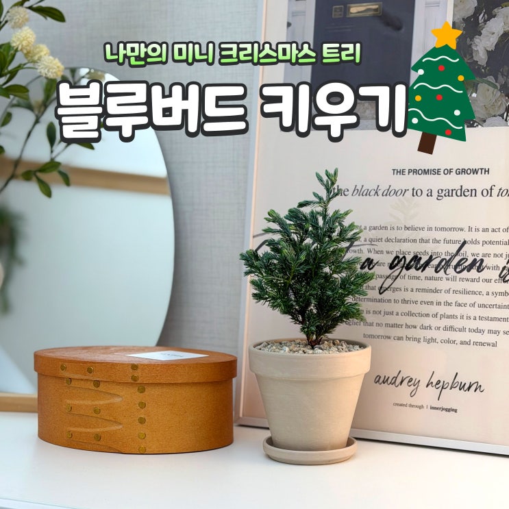 푸른 빛깔이 예쁜 블루버드 키우기 크리스마스 식물 화분 : 네이버 블로그