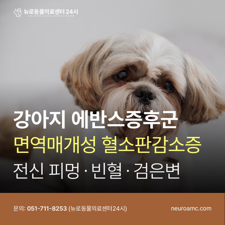 부산 강아지 피멍·혈뇨·검은변ㅣ 면역매개성 혈소판감소증 수혈 치료 과정, 뉴로동물병원 : 네이버 블로그