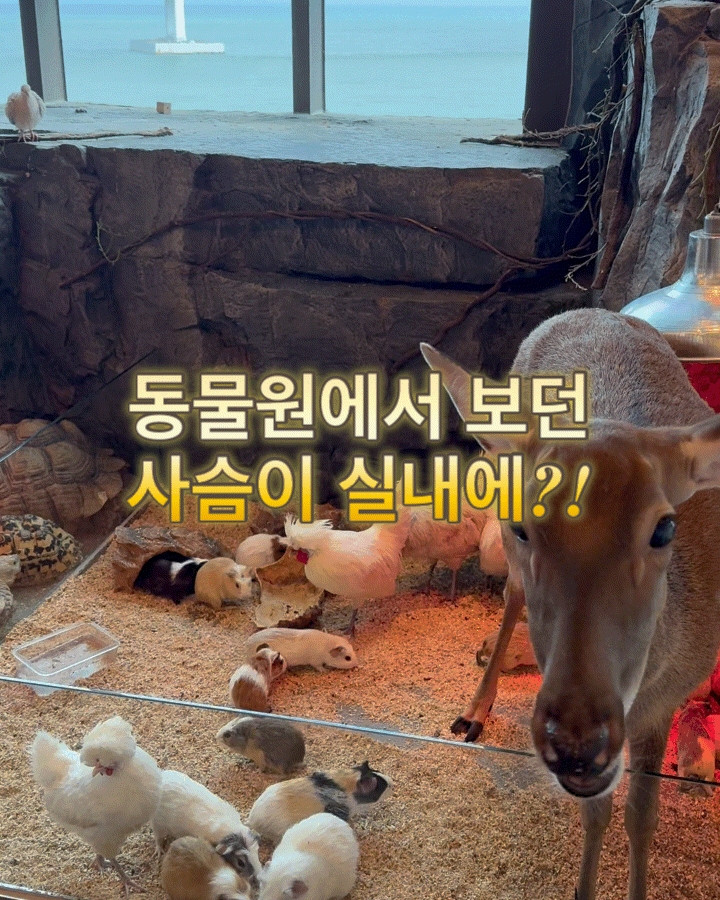 부산 광안리 애니멀숲 후기 (+입장료·주차·간식세트 총정리)