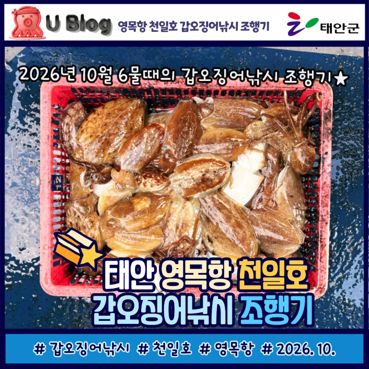 태안 영목항 천일호 타고 갑오징어 낚시｜10월 초 씨알 좋은 갑오징어 : 네이버 블로그