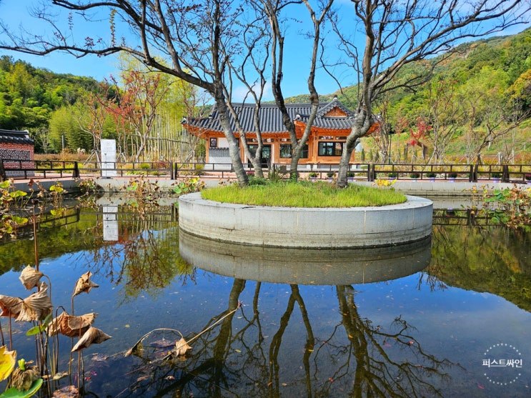 감미롭고 은은한 흰색 꽃이 피어난 은목서 소원나무, 담양 국립정원....