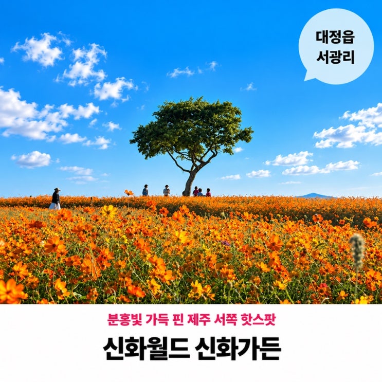 서귀포 지금 가볼만한곳 제주 신화월드 신화가든 황화코스모스 메....