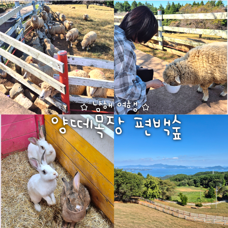 [남해여행] 마지막 날 여행 코스 "상상양떼목장 편백숲"후기