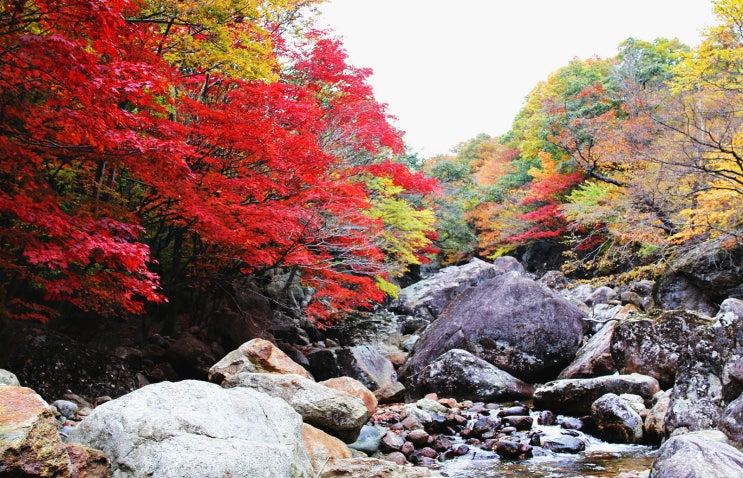 지리산 계곡과 능선 단풍 예상 시기.. 칠선계곡 뱀사골 도장골 조개골 무재치기폭포 거림계곡 통신골 중봉 촛대봉 : 네이버 블로그