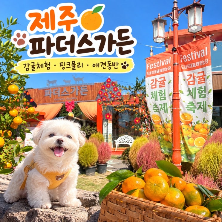 제주 파더스가든 감귤체험부터 핑크뮬리까지, 가을 제주 서남쪽 여....
