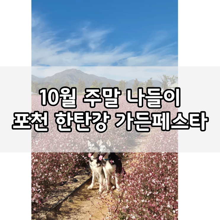 포천 한탄강 가든페스타 후기｜10월 데이트·가족 나들이 추천