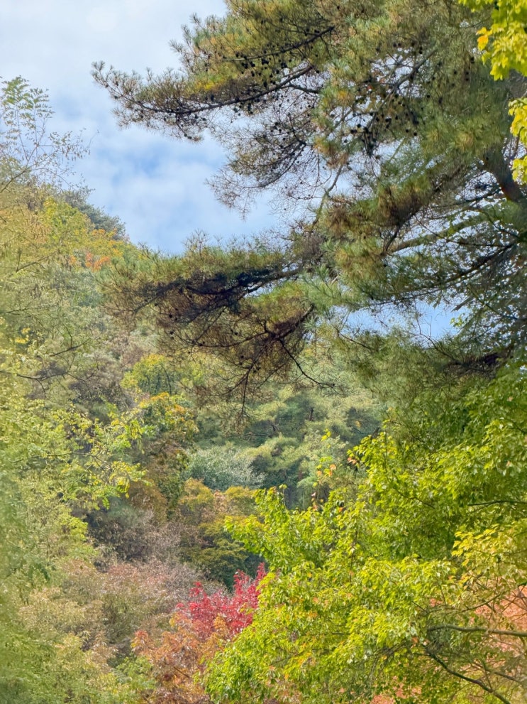 제천 포레스트 리솜/ 제천 리조트/해브나인스파/아이와 가볼만한 곳 : 네이버 블로그