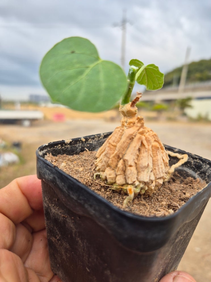 Matela cyclophylla 마텔라 시크로필라 : 네이버 블로그